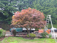 Image 11 for Ogilvie Hayes Tree and Garden Services
