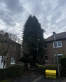 Image 2 for Heartwood Tree Care Ltd