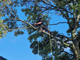 Image 6 for MP Tree Services