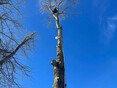 Image 7 for JS Tree Services