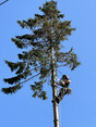 Image 1 for Blaikie Tree Services Ltd