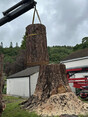Image 11 for Blaikie Tree Services Ltd