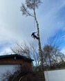 Image 10 for Wyvis Tree Services Ltd