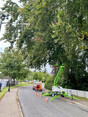 Image 11 for Wyvis Tree Services Ltd