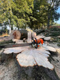 Image 5 for Arb-Tech Tree Surgery