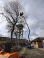 Image 7 for Arb-Tech Tree Surgery