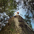 Image 11 for Arb-Tech Tree Surgery