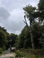 Image 12 for Arb-Tech Tree Surgery